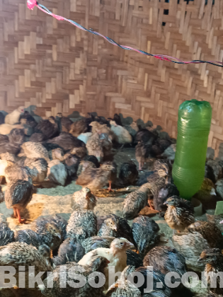রানিং কোয়েল পাখি